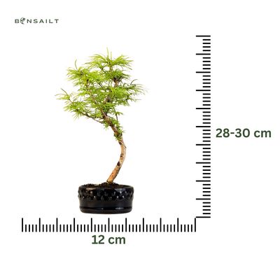 Pseudolarix Bonsai (Gold-Lärche) 12 cm topf