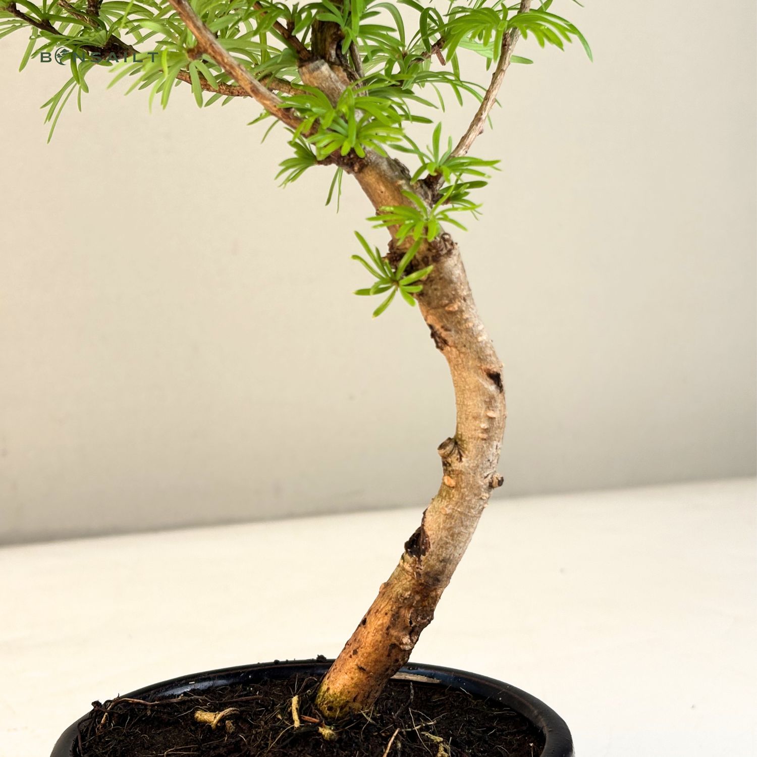 geschenkidee bonsai Bonsai-Baum in einer Irisvase kaufen | Bonsaipflanze im Glas main image 0