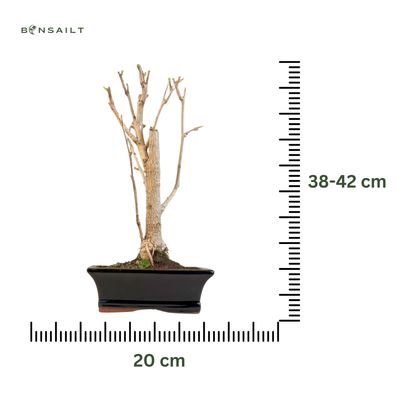 Ginkgo Biloba Bonsai P20