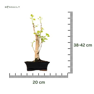 Ginkgo Biloba Bonsai P20