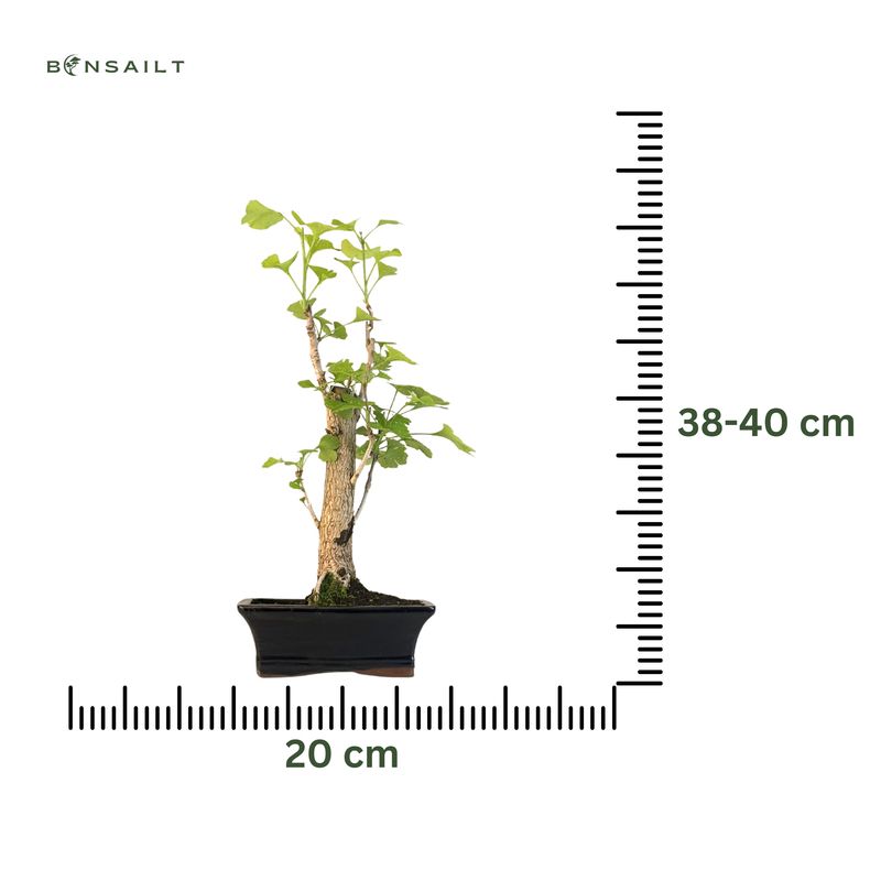 Ginkgo Biloba Bonsai P20