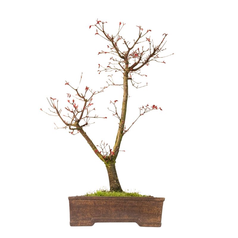 Ahorne Deshojo Bonsai- Acer Bonsai Baum P30 Ahorne Deshojo Bonsai- Acer Bonsai Baum P30