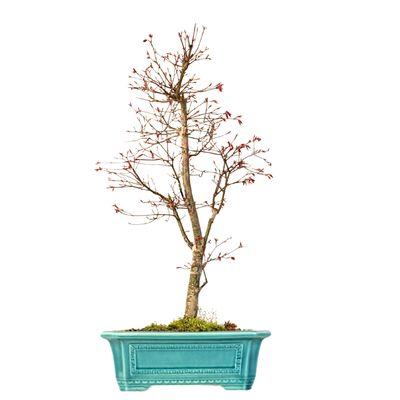 Ahorne Deshojo Bonsai- Acer Bonsai Baum P32