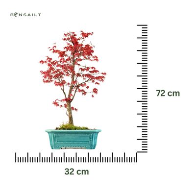 Ahorne Deshojo Bonsai- Acer Bonsai Baum P32