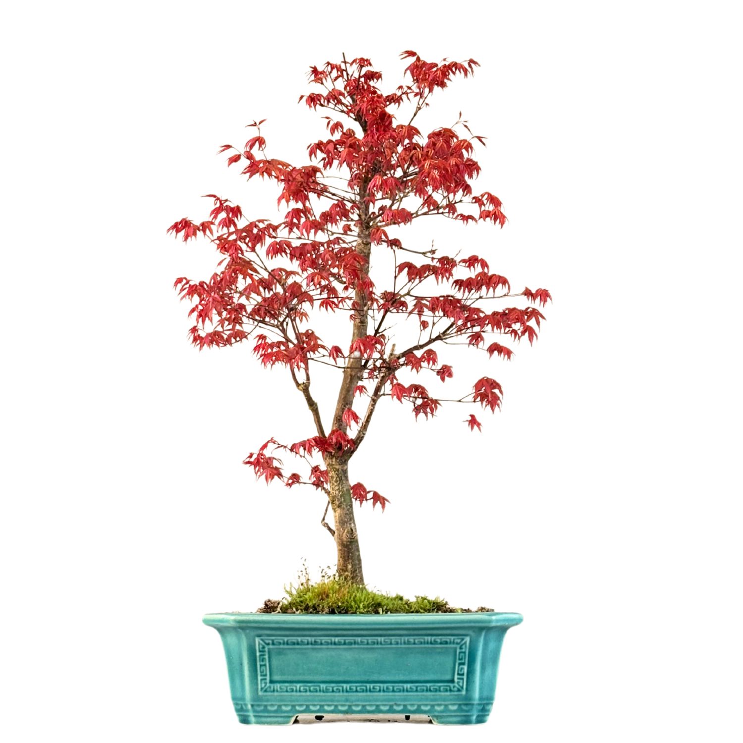 Ahorne Deshojo Bonsai- Acer Bonsai Baum P32