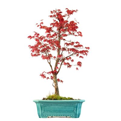 Ahorne Deshojo Bonsai- Acer Bonsai Baum P32