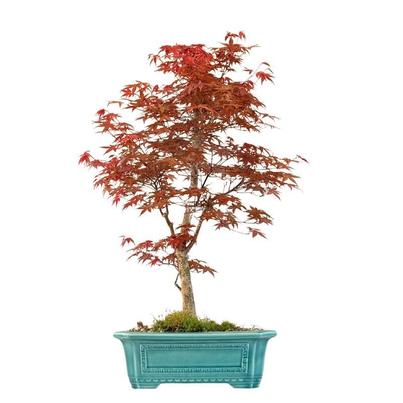 Ahorne Deshojo Bonsai- Acer Bonsai Baum P32