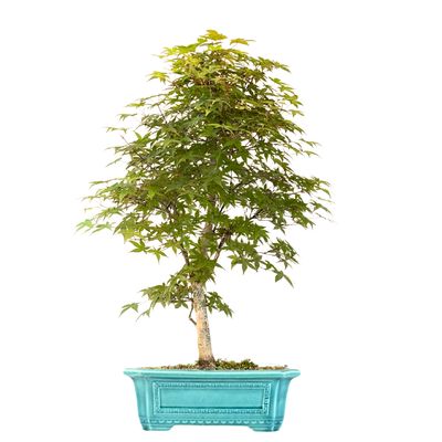 Ahorne Deshojo Bonsai- Acer Bonsai Baum P32