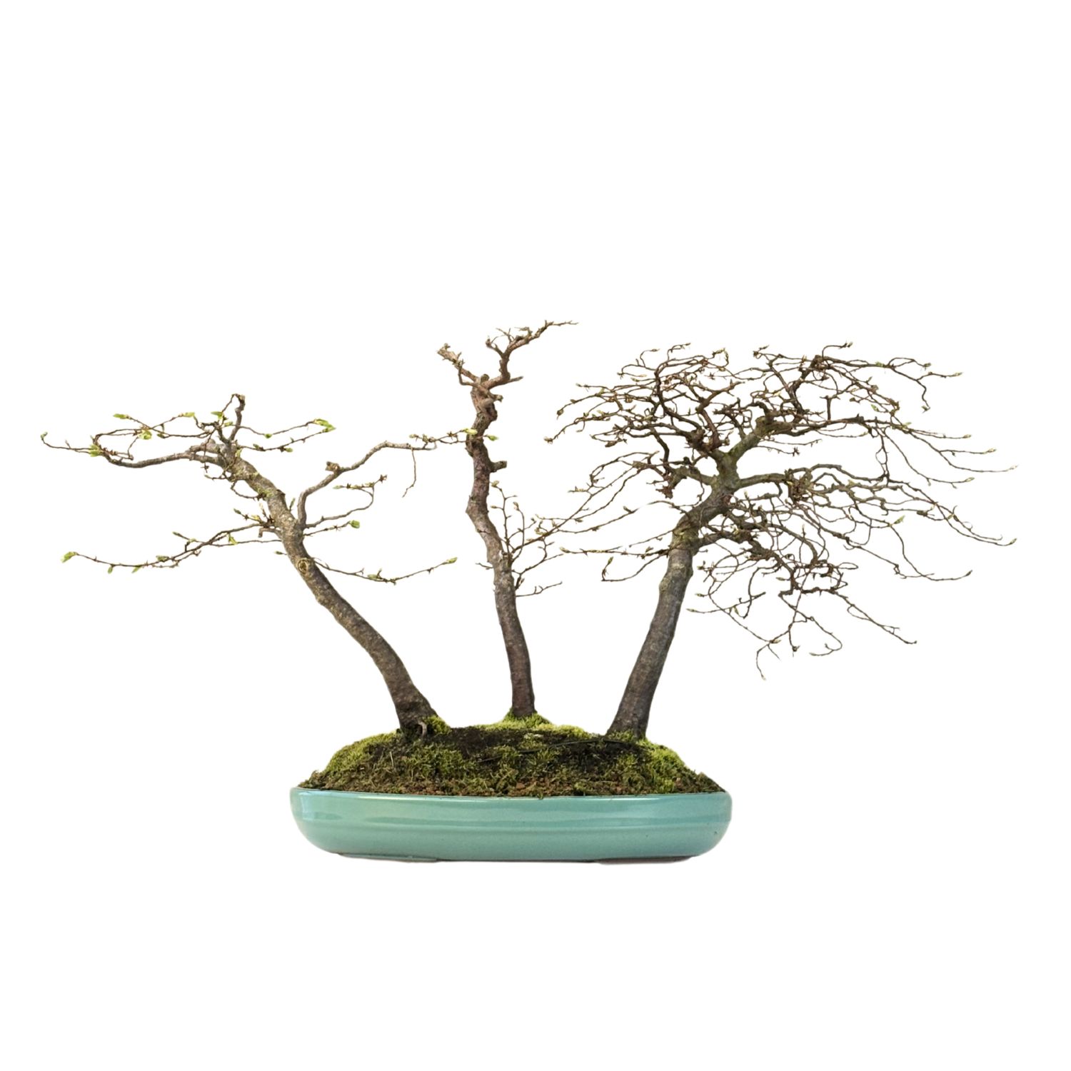 Koreanische Hainbuche (Hornbeam) Carpinus P40 3x