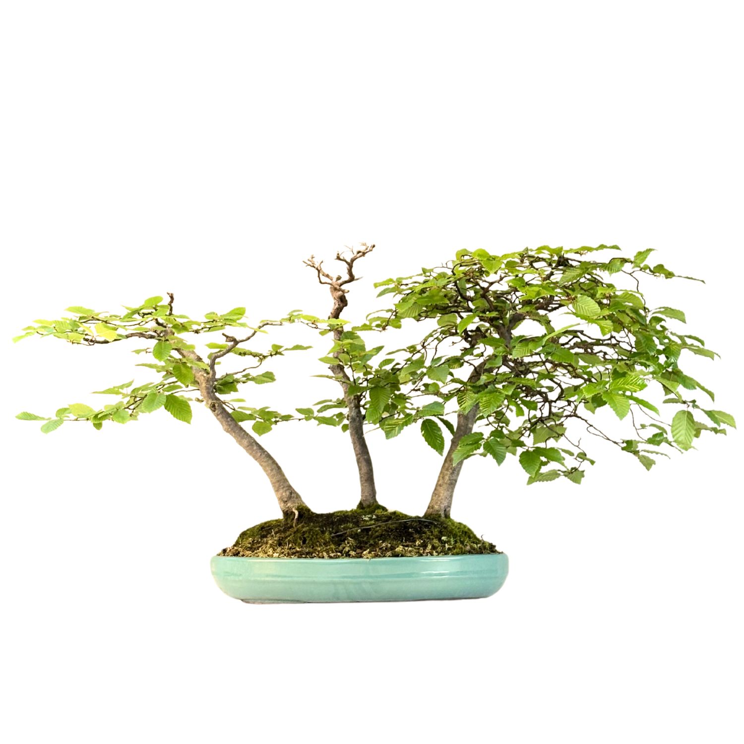 Koreanische Hainbuche (Hornbeam) Carpinus P40 3x