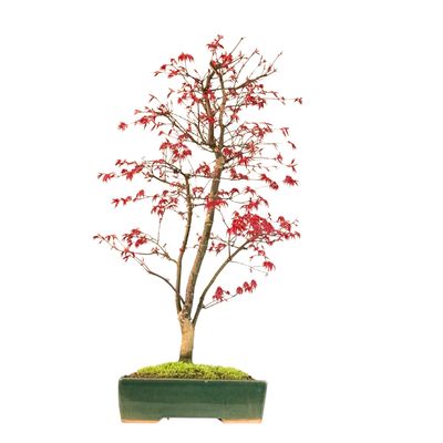 Ahorne Deshojo Bonsai- Acer Bonsai Baum P25