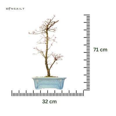 Ahorne Deshojo Bonsai- Acer Bonsai Baum P32