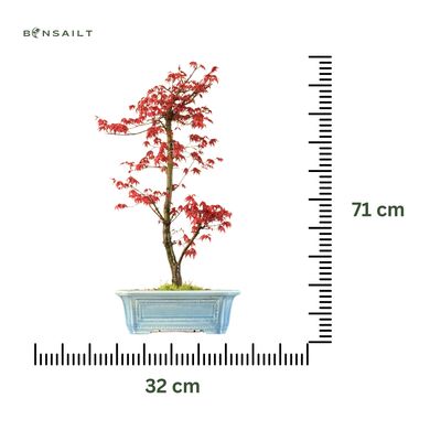Ahorne Deshojo Bonsai- Acer Bonsai Baum P32