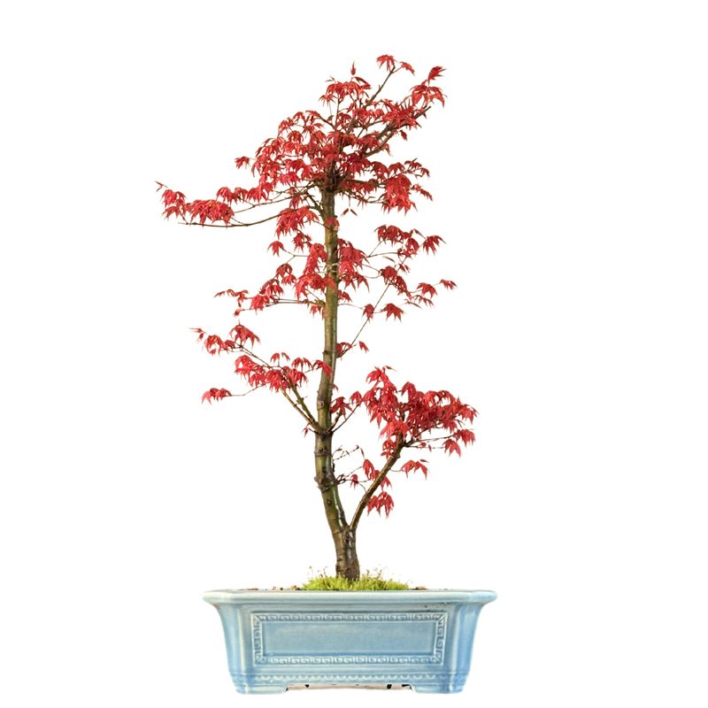 Ahorne Deshojo Bonsai- Acer Bonsai Baum P32