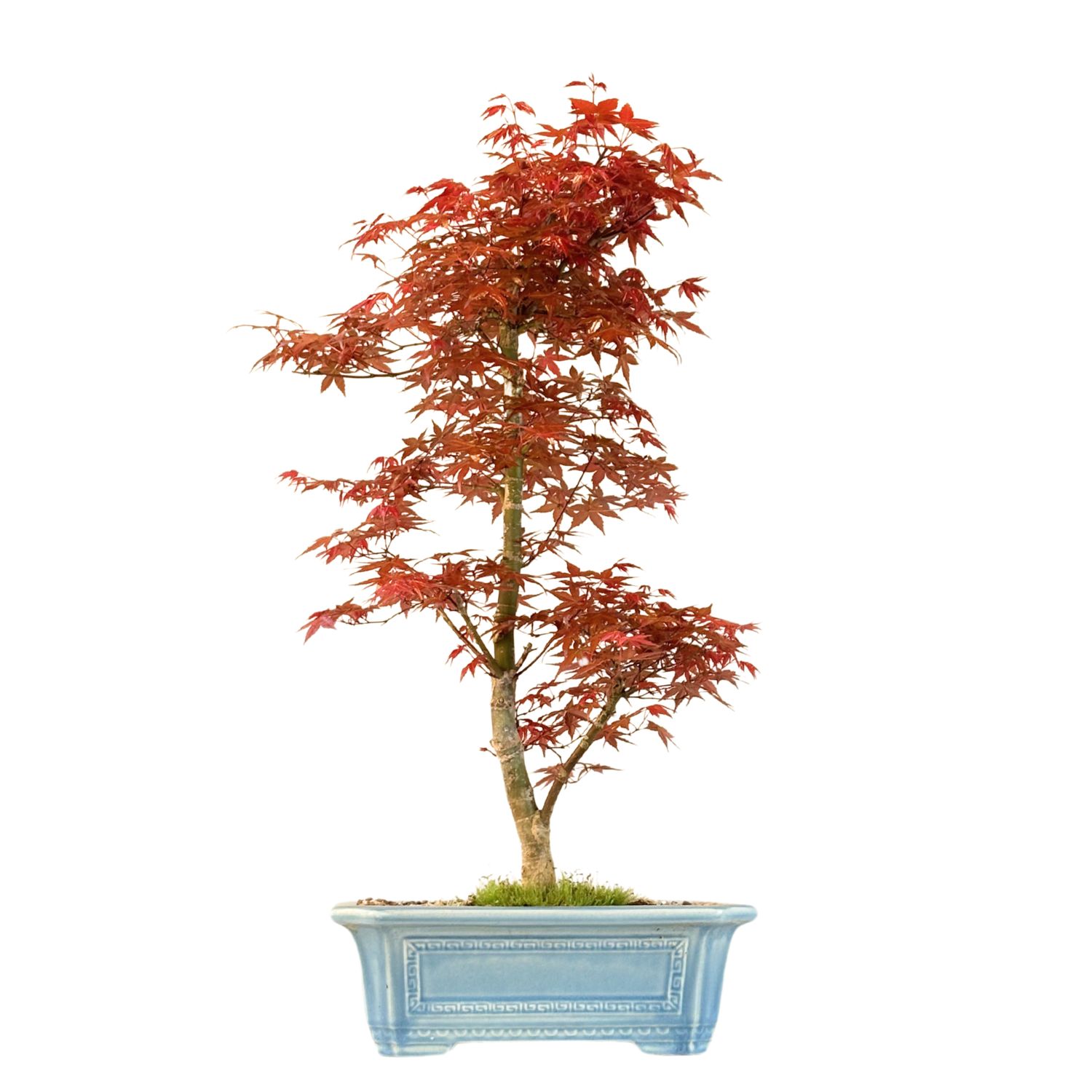 Ahorne Deshojo Bonsai- Acer Bonsai Baum P32
