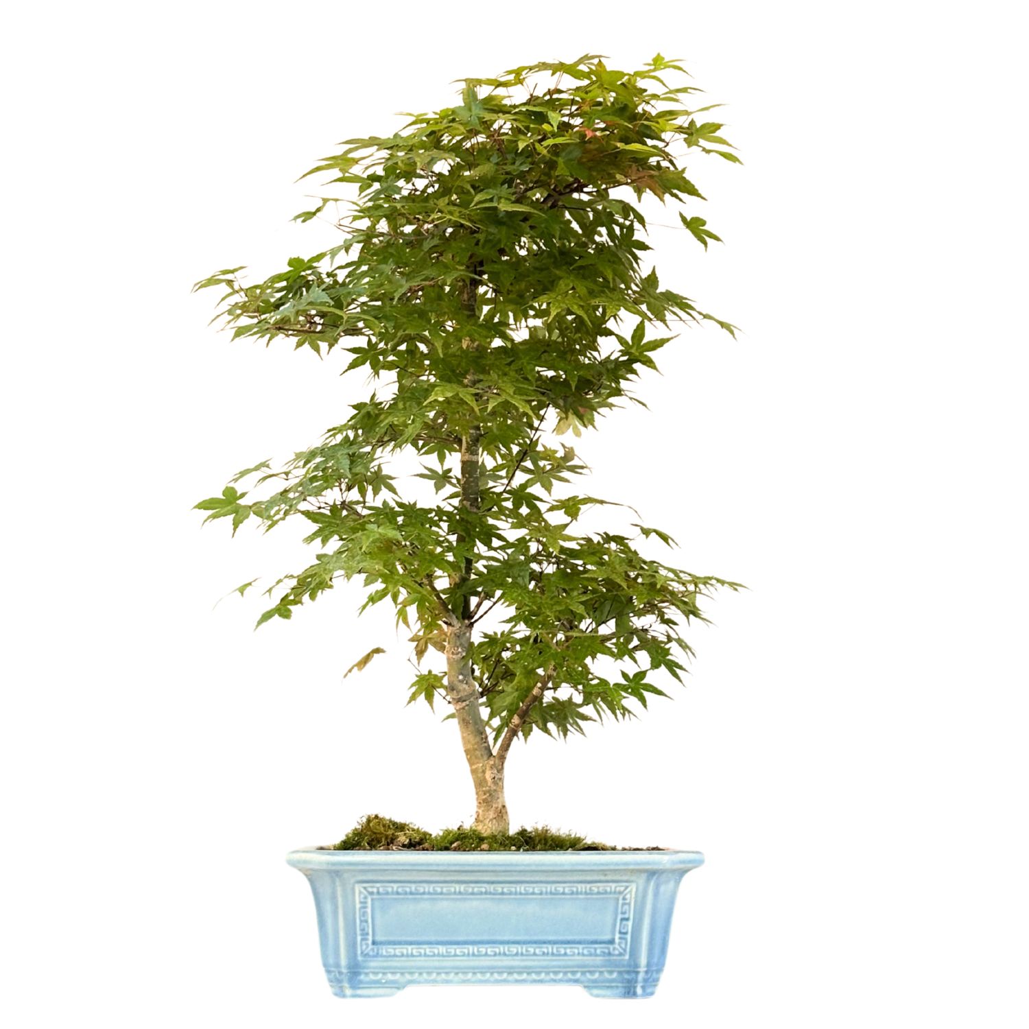 Ahorne Deshojo Bonsai- Acer Bonsai Baum P32