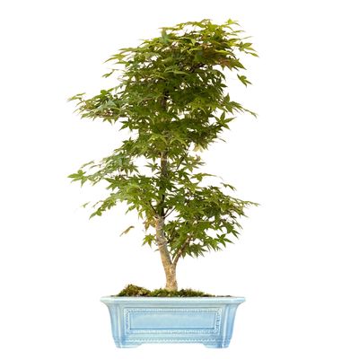 Ahorne Deshojo Bonsai- Acer Bonsai Baum P32 Ahorne Deshojo Bonsai- Acer Bonsai Baum P32