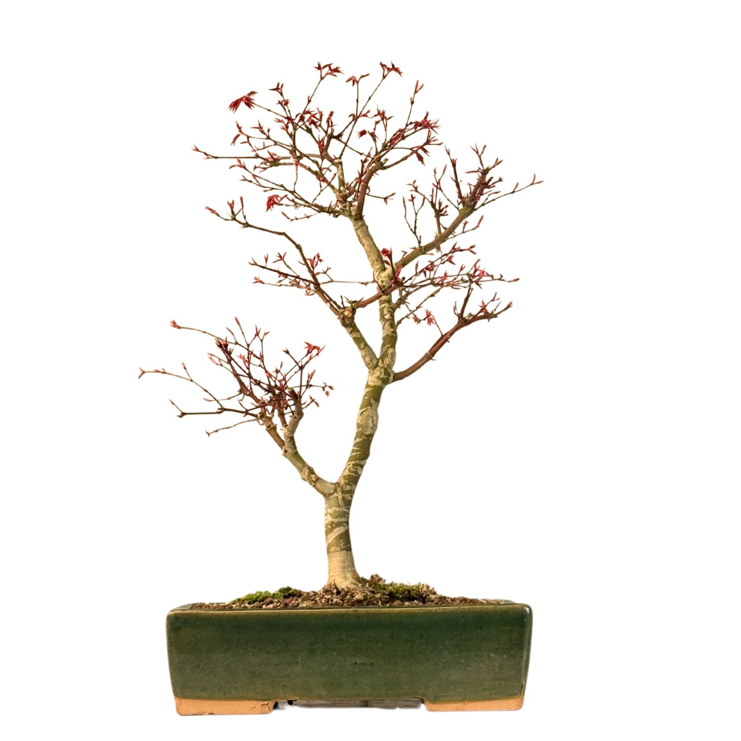 Ahorne Deshojo Bonsai- Acer Bonsai Baum P26