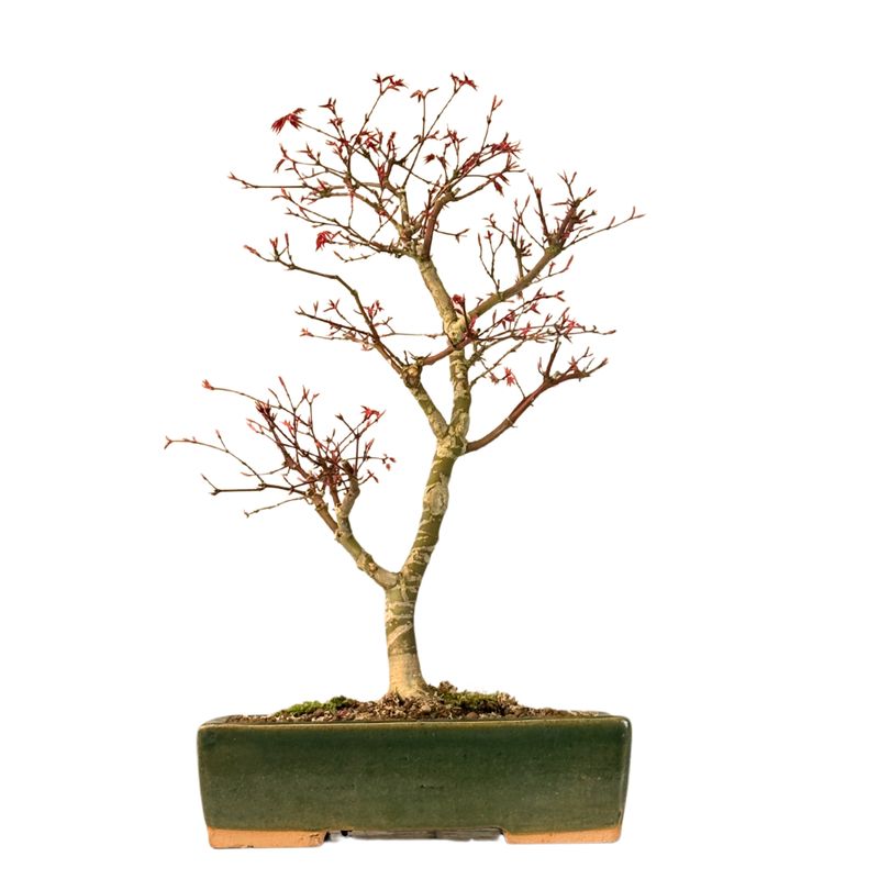 Ahorne Deshojo Bonsai- Acer Bonsai Baum P26 Ahorne Deshojo Bonsai- Acer Bonsai Baum P26