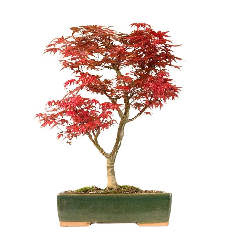 Ahorne Deshojo Bonsai- Acer Bonsai Baum P26