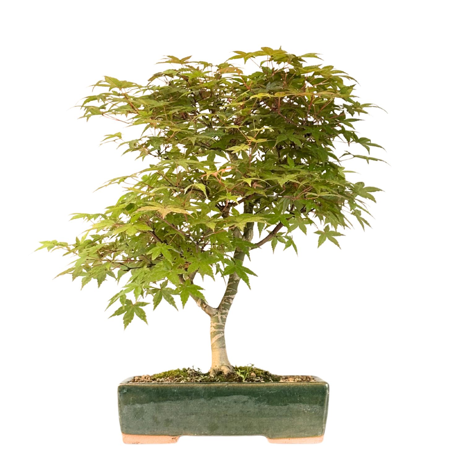 Ahorne Deshojo Bonsai- Acer Bonsai Baum P26