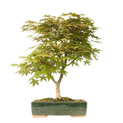 Ahorne Deshojo Bonsai- Acer Bonsai Baum P26 Ahorne Deshojo Bonsai- Acer Bonsai Baum P26
