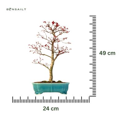 Ahorne Deshojo Bonsai- Acer Bonsai Baum P24
