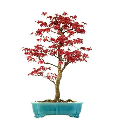 Ahorne Deshojo Bonsai- Acer Bonsai Baum P24