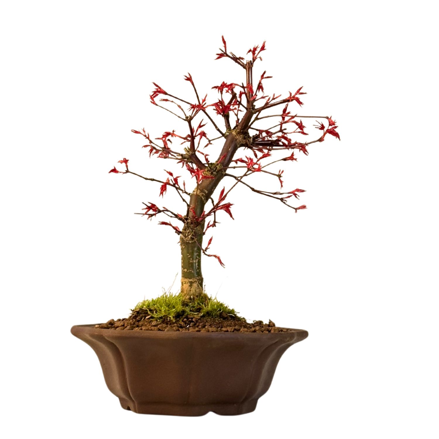 Ahorne Deshojo Bonsai- Acer Bonsai Baum P19