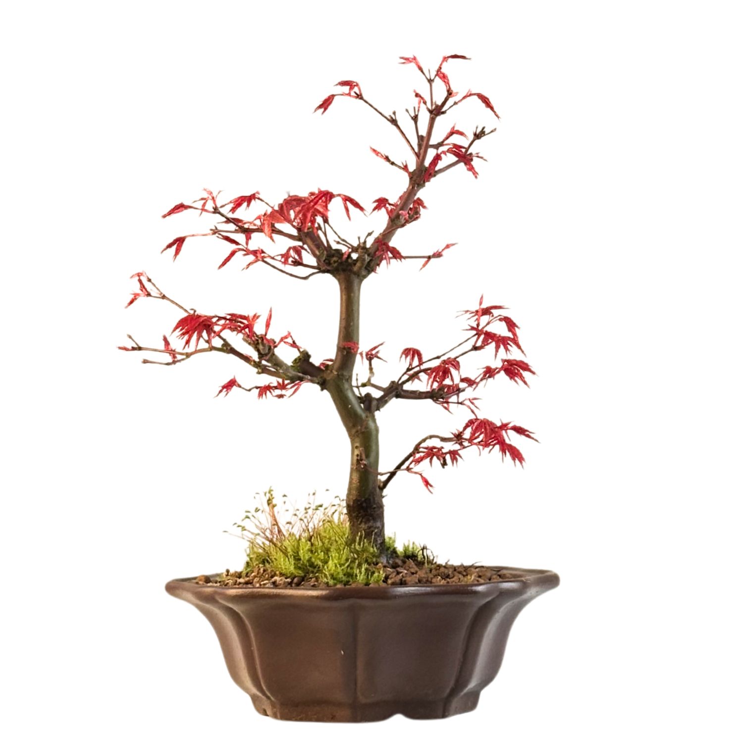 Ahorne Deshojo Bonsai- Acer Bonsai Baum P19