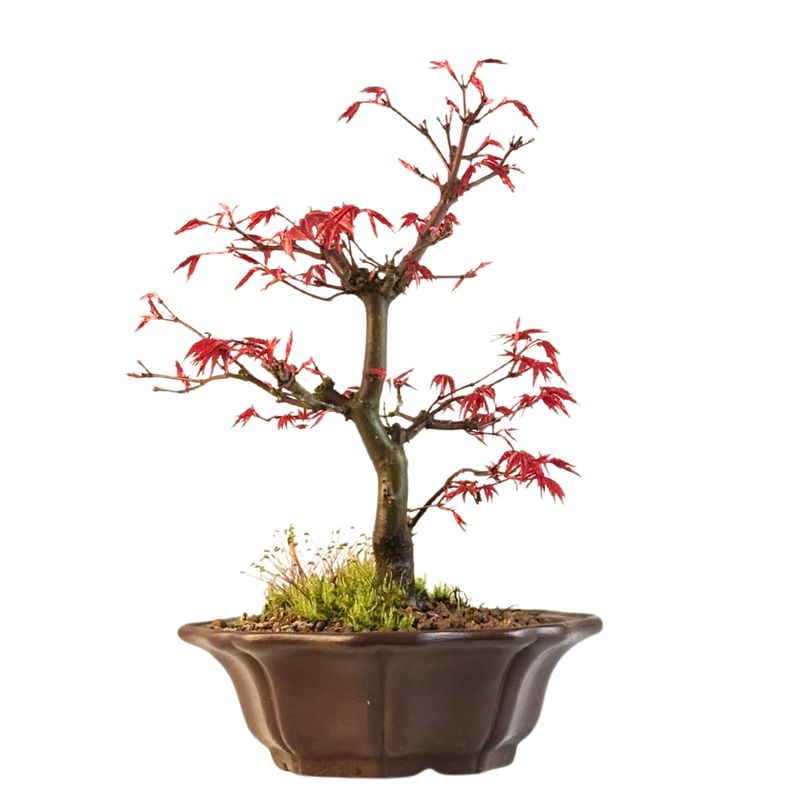 Ahorne Deshojo Bonsai- Acer Bonsai Baum P19 Ahorne Deshojo Bonsai- Acer Bonsai Baum P19