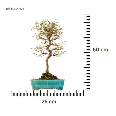 Ulmus parvifolia (Japanische Ulme) Bonsai P25