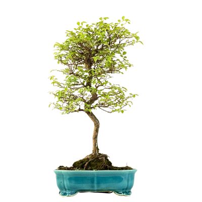 Ulmus parvifolia (Japanische Ulme) Bonsai P25