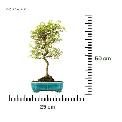 Ulmus parvifolia (Japanische Ulme) Bonsai P25