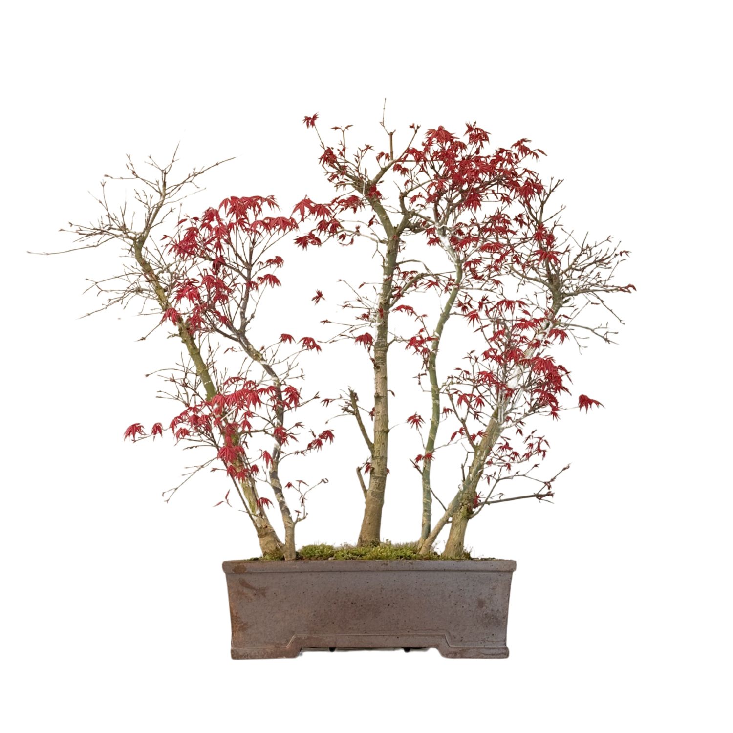 Ahorne Deshojo Bonsai- Acer Bonsai Baum wald P38
