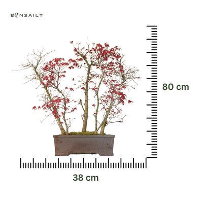 Ahorne Deshojo Bonsai- Acer Bonsai Baum wald P38