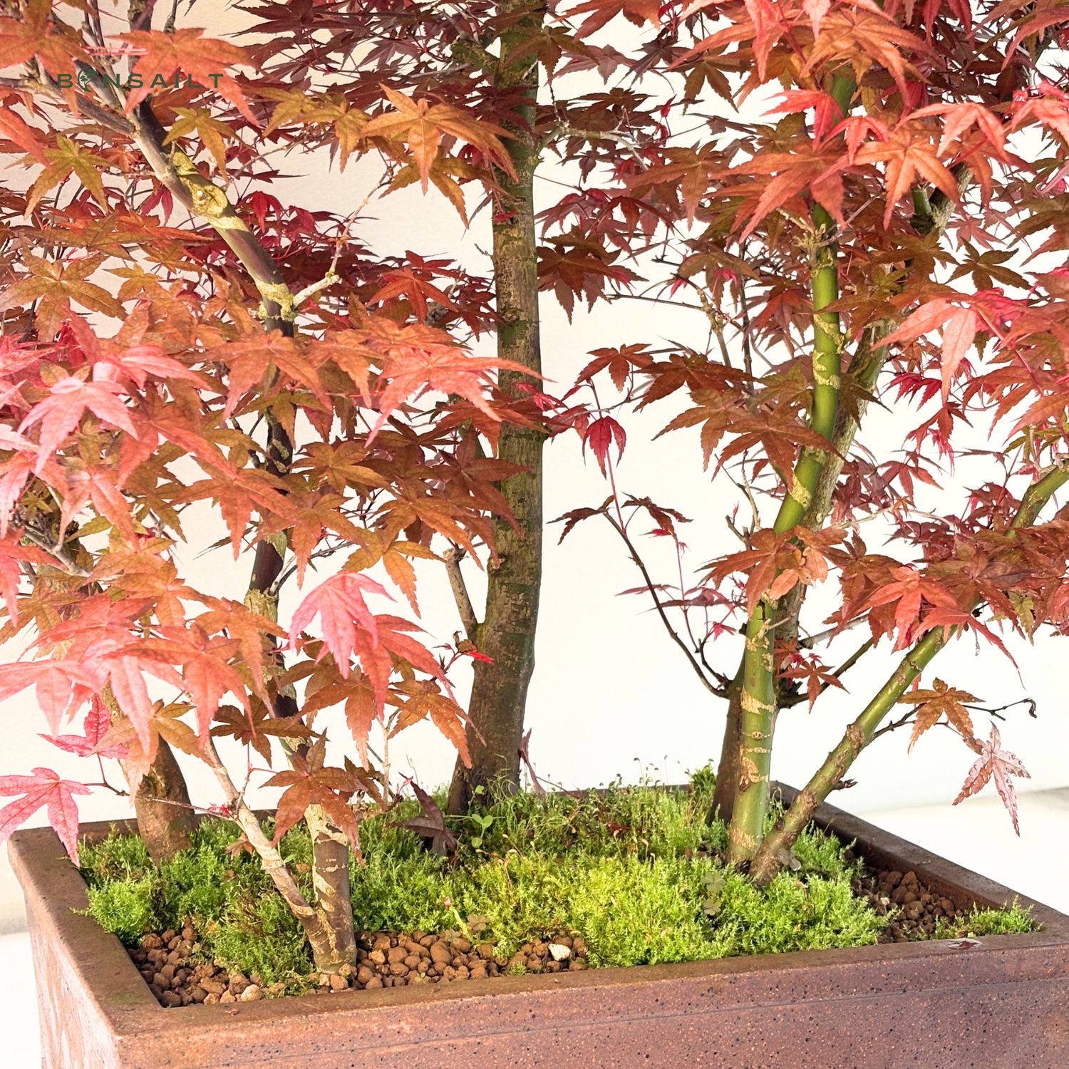 akadama bonsai soil Premium Biochar Bonsai Soil Mix