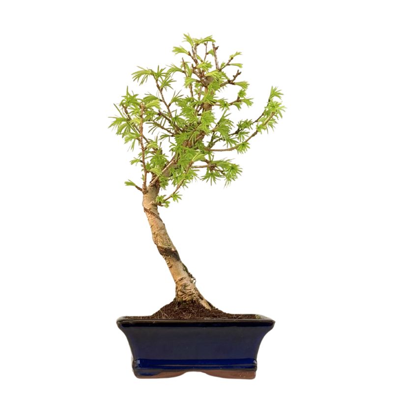 Pseudolarix Bonsai (Gold-Lärche) 15 cm topf