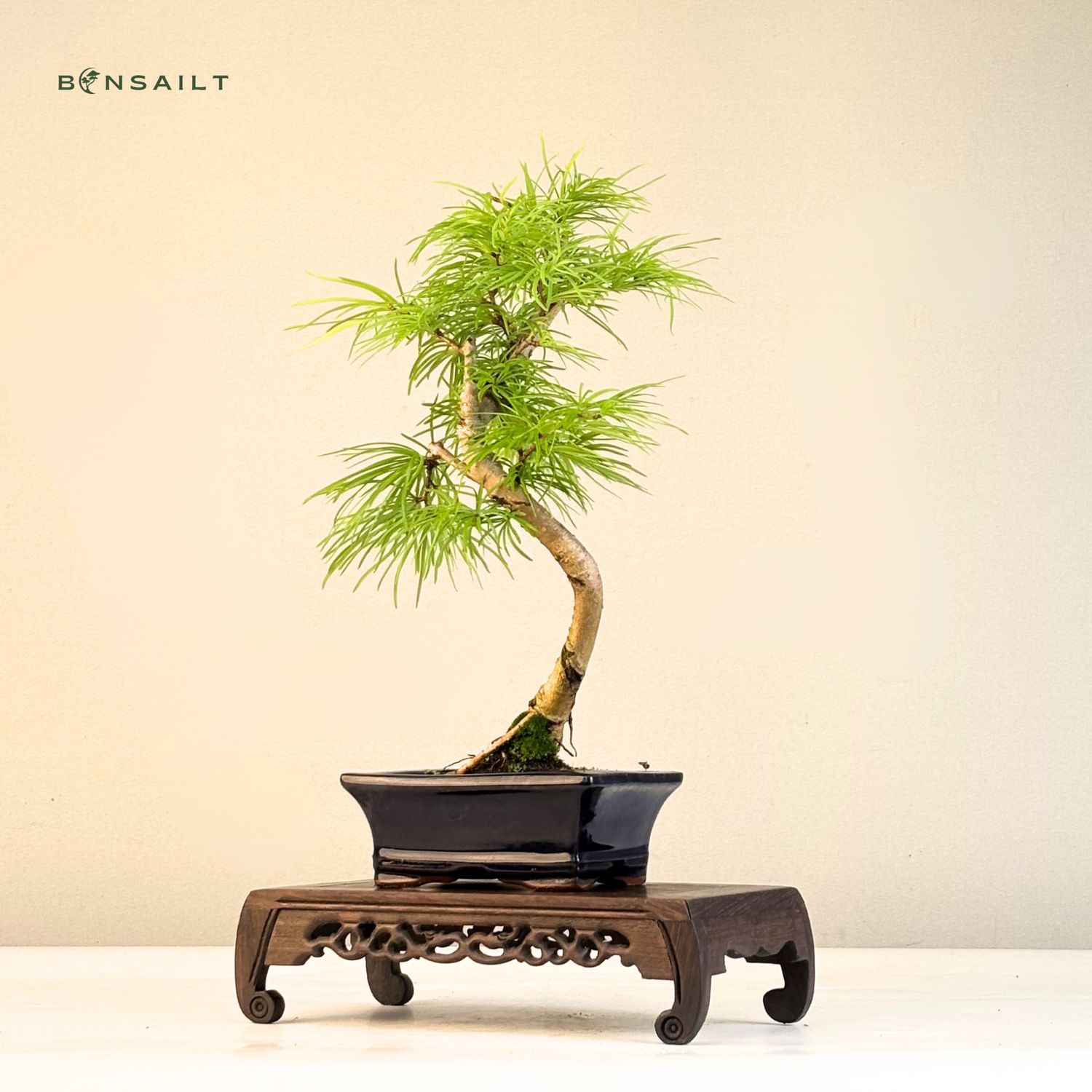 Pseudolarix Bonsai (Gold-Lrche) 15 cm topf