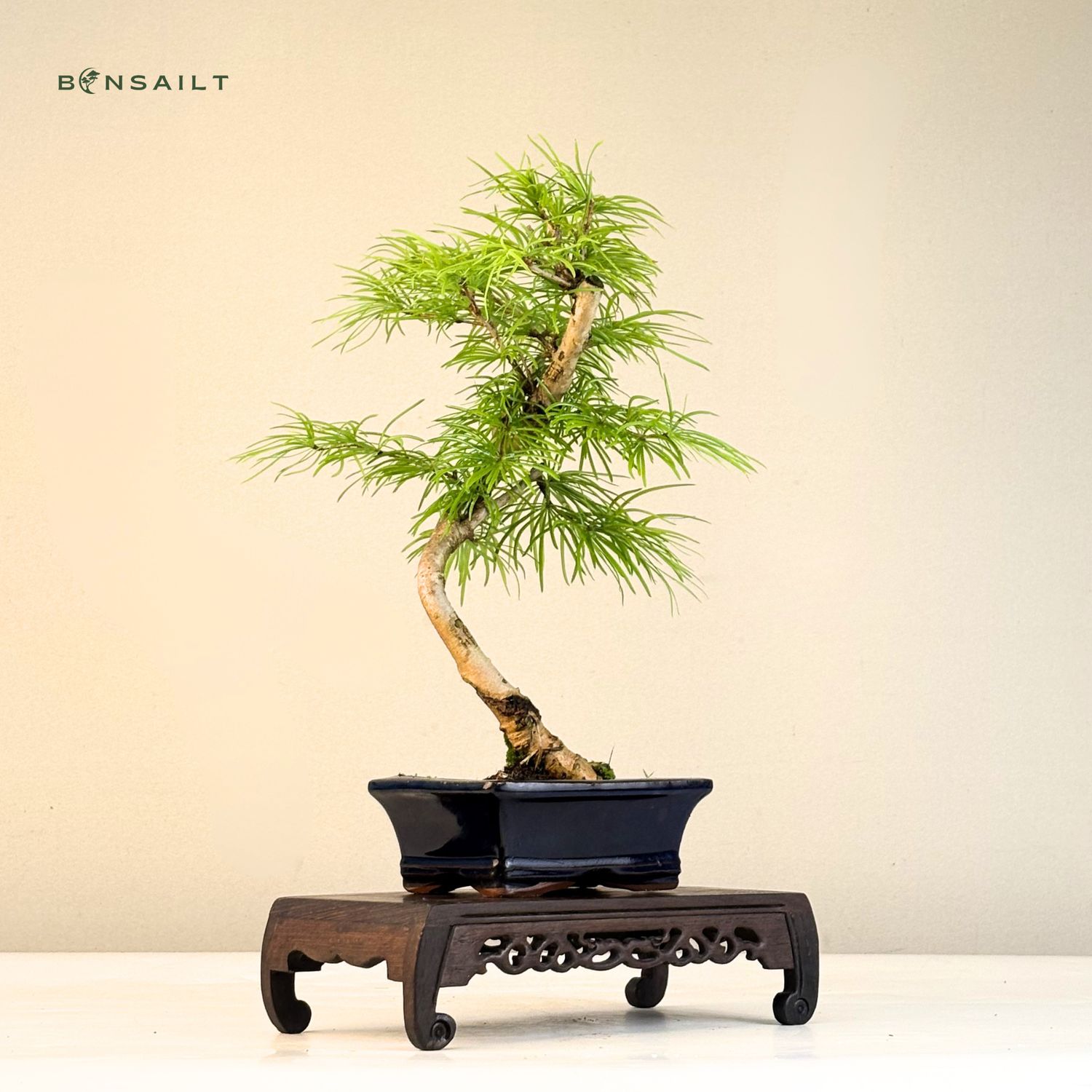 Pseudolarix Bonsai (Gold-Lrche) 15 cm topf