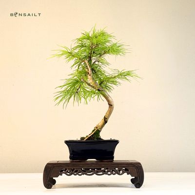 Pseudolarix Bonsai (Gold-Lrche) 15 cm topf