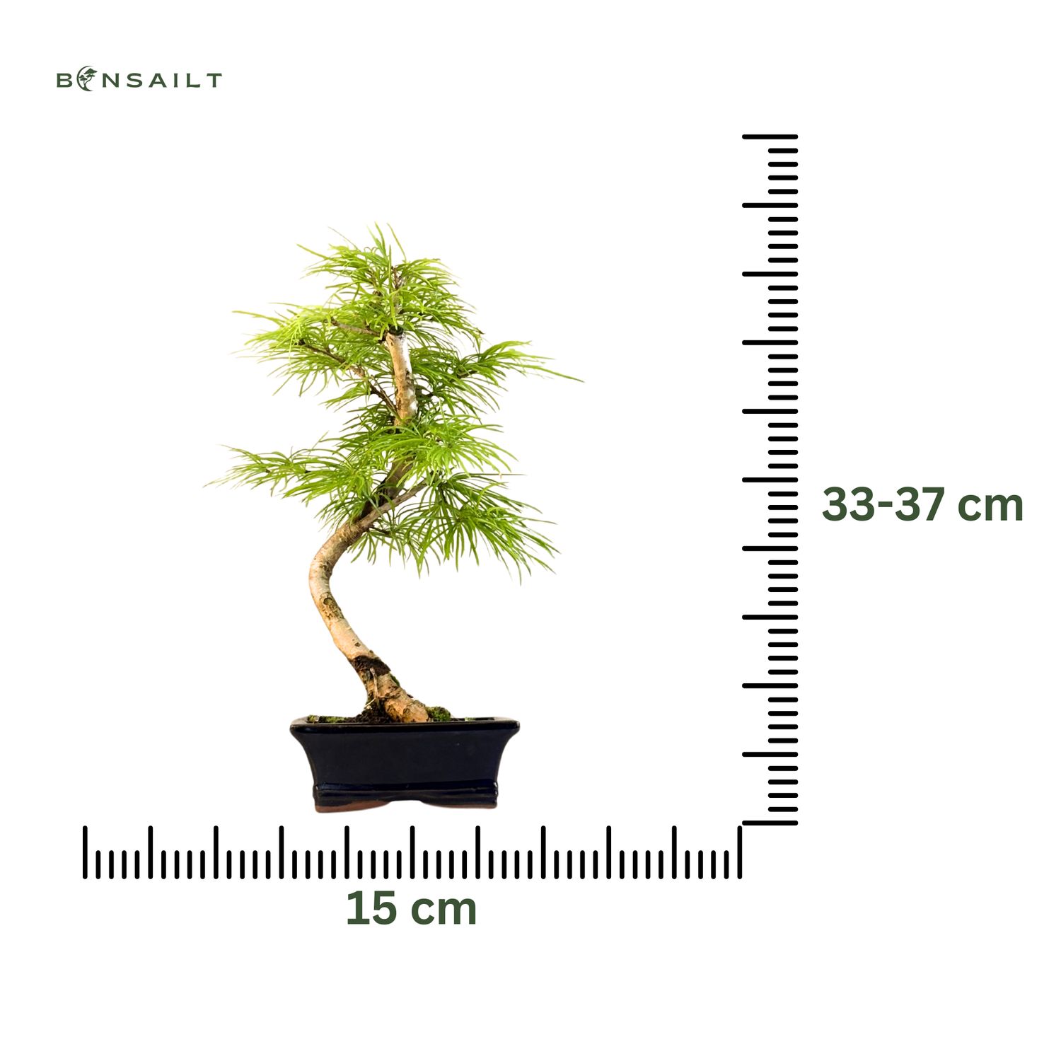 Pseudolarix Bonsai (Gold-Lrche) 15 cm topf