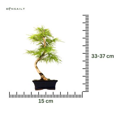 Pseudolarix Bonsai (Gold-Lärche) 15 cm topf