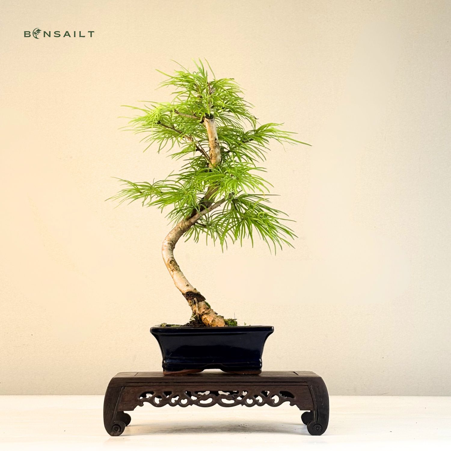 Pseudolarix Bonsai (Gold-Lrche) 15 cm topf