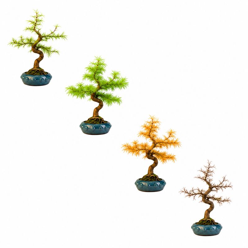 Pseudolarix Bonsai (Gold-Lärche) 15 cm topf