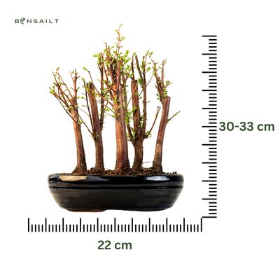 Metasequoia Bonsai Wald 22cm topf