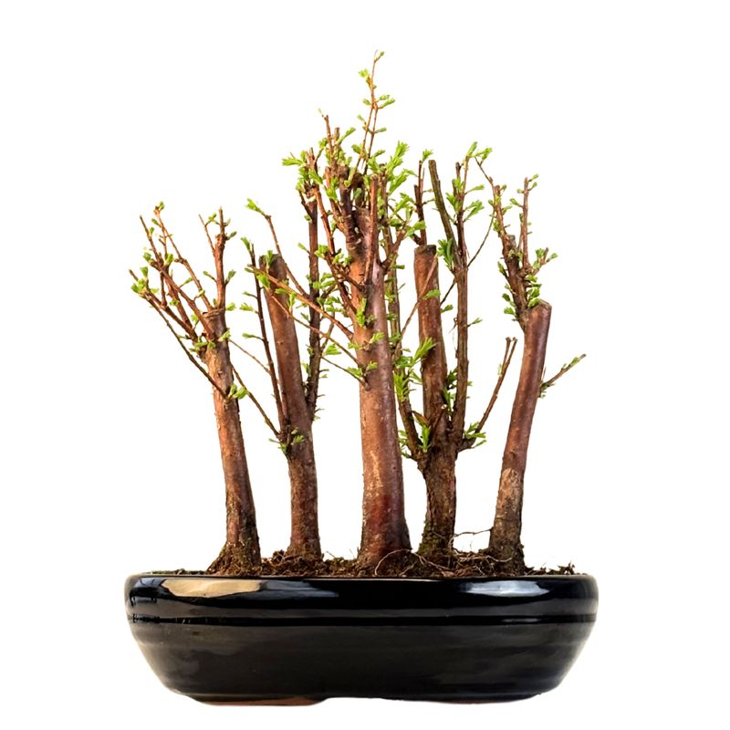 Metasequoia Bonsai Wald 22cm topf