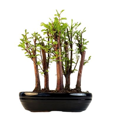 Metasequoia Bonsai Wald 22cm topf