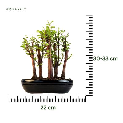 Metasequoia Bonsai Wald 22cm topf