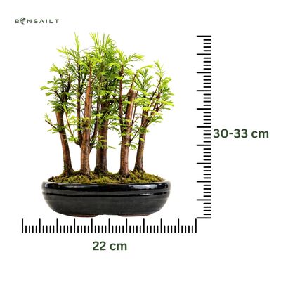Metasequoia Bonsai Wald 22cm topf